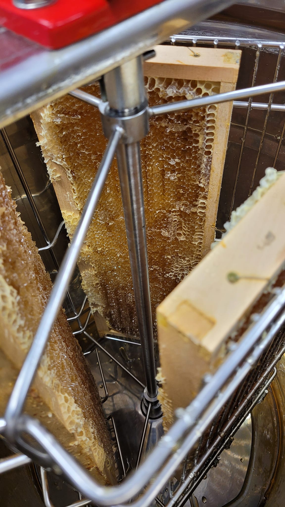 Honigwaben%20in%20der%20Honigschleuder